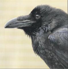 I Corvi Sono Piu Intelligenti Anche Delle Grandi Scimmie Italiaoggi It