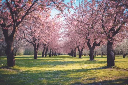 L'inflazione taglia i viaggi per la fioritura dei ciliegi